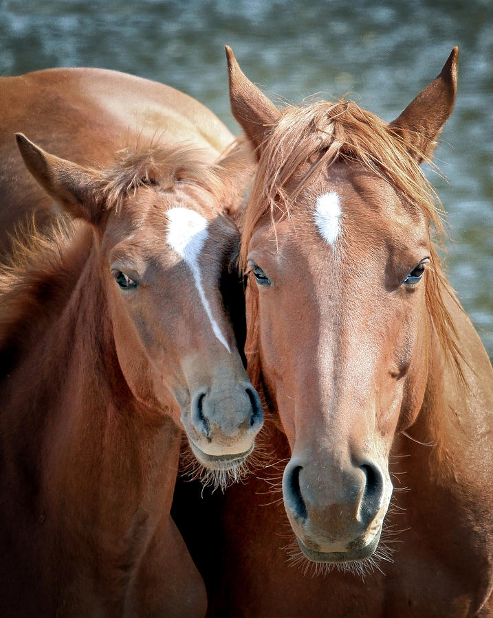 Horse Photograph - Mothers Love by Athena Mckinzie