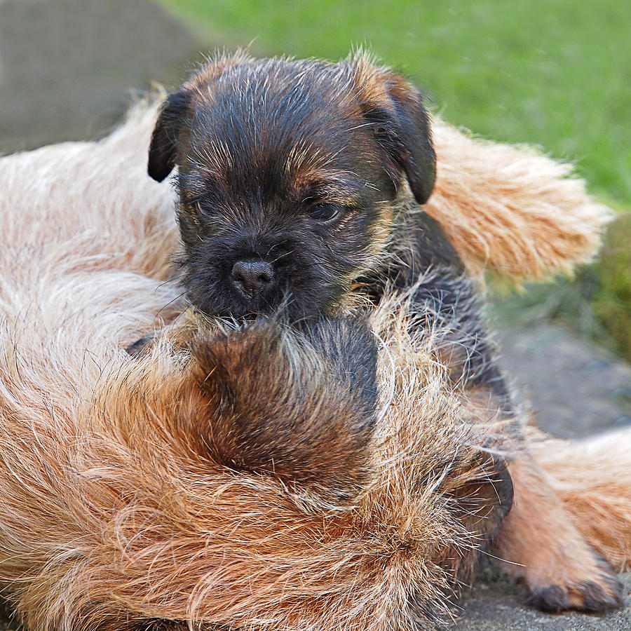 Mothers Love - Border Terrier Photograph by Gill Billington