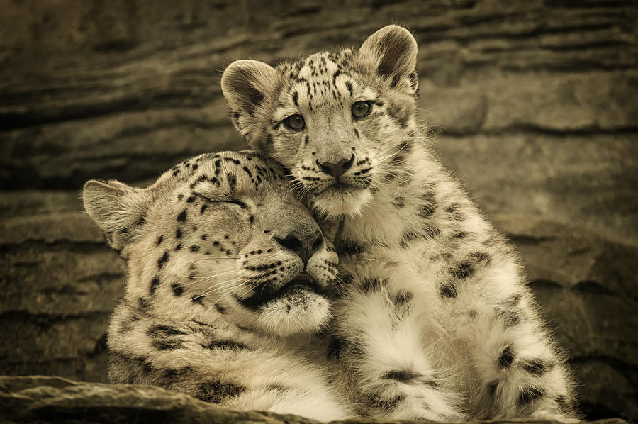 Leopard Photograph - Mothers Love by Chris Boulton