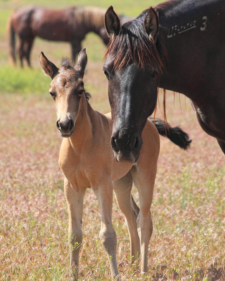 Horse Photograph - Mothers Love by Gene Praag Horse Photograph - Mothers Love by Gene Praag