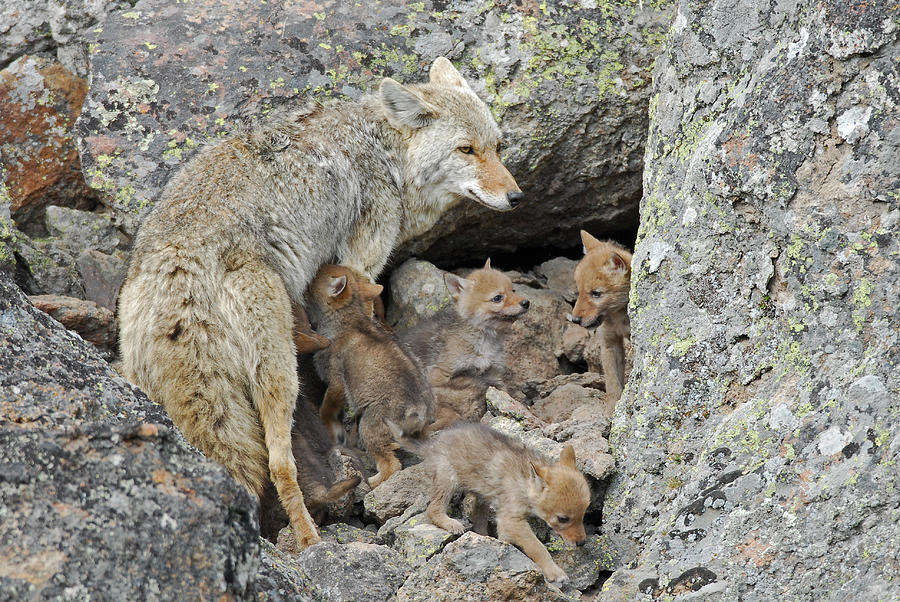 Yellowstone National Park Photograph - Mothers Love by Sandy Sisti