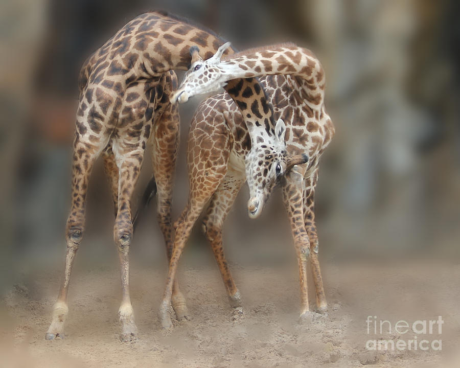 Animal Photograph - Mothers Love by TN Fairey