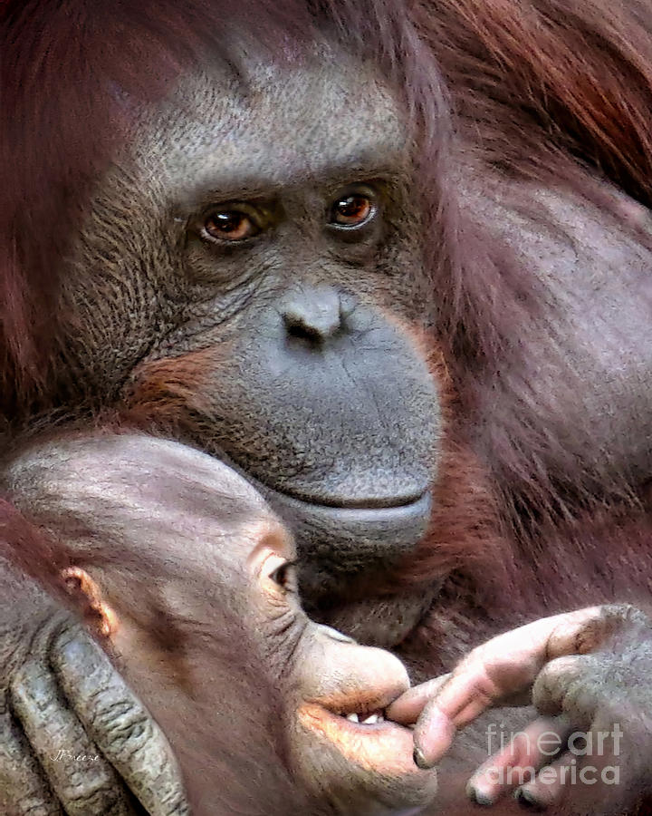 Orangutan Photograph - Mothers Orangutan Love by Jennie Breeze