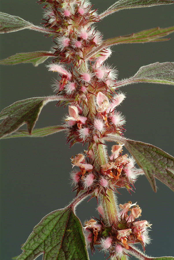 Motherwort (leonurus Cardiaca) Photograph by Bildagentur-online/th Foto ...