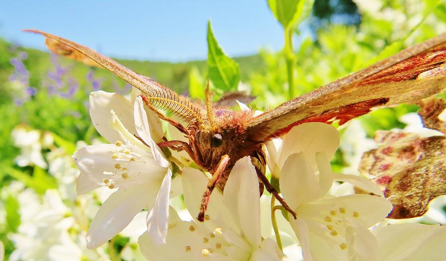 Nature Photograph - MothMan Prophecy by Art Dingo
