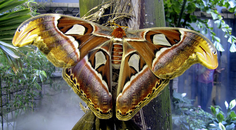 Atlas Moth Photograph by Bob Slitzan