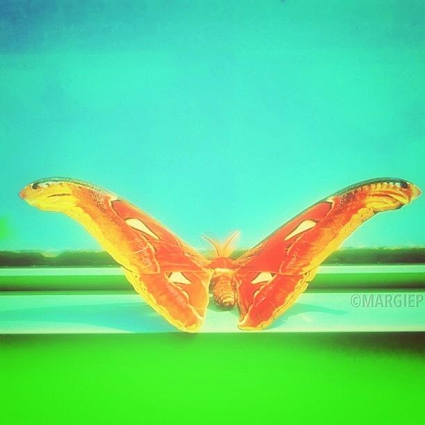 Mothra...
cranking Up The Color Volume Photograph by Margie P