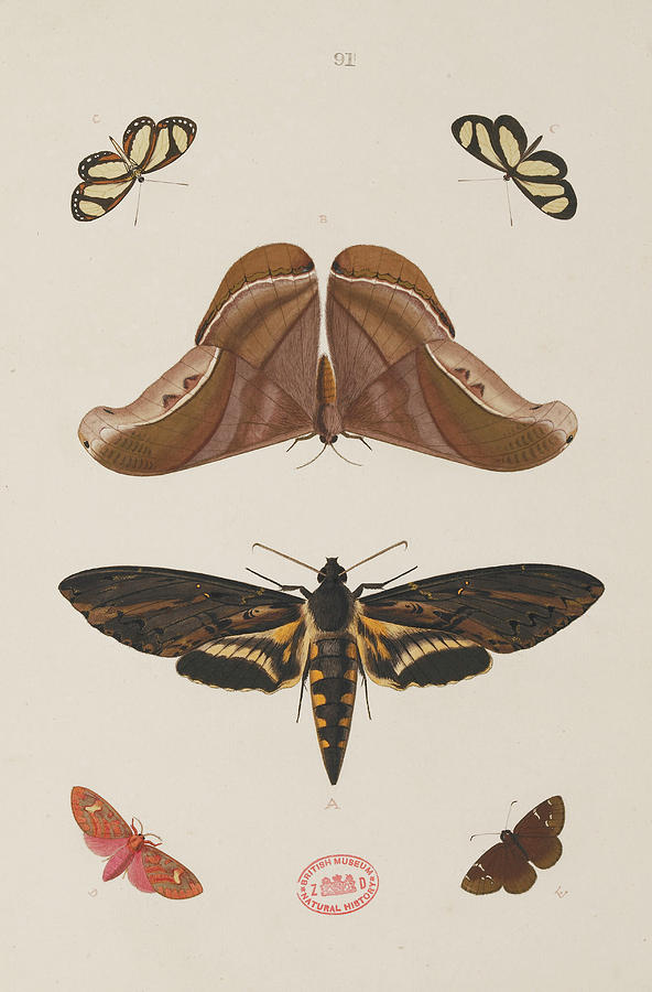 Wildlife Photograph - Moths by Natural History Museum, London/science Photo Library