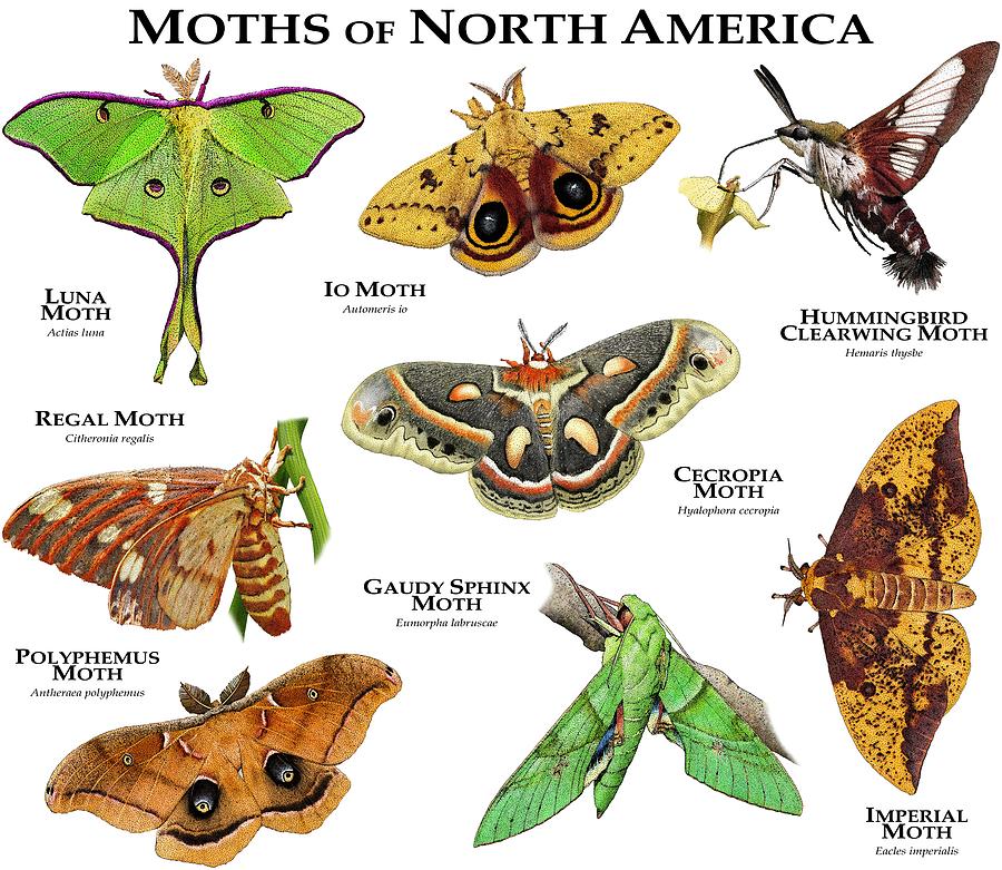 Moths Of North America Photograph By Roger Hall