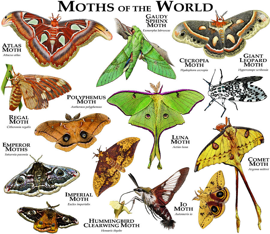Moths Of The World Photograph By Roger Hall