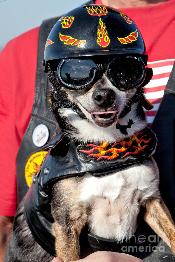 Motorcycle Chihuahua Photograph by Jerry Fornarotto
