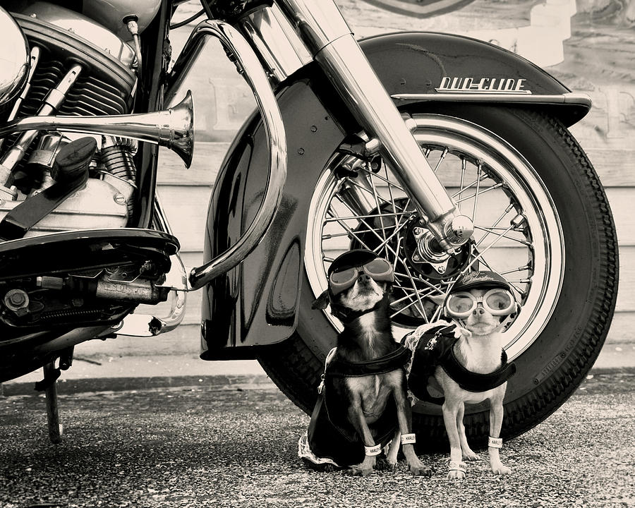 Motorcycle Dogs Cycle Chihuahuas Photograph