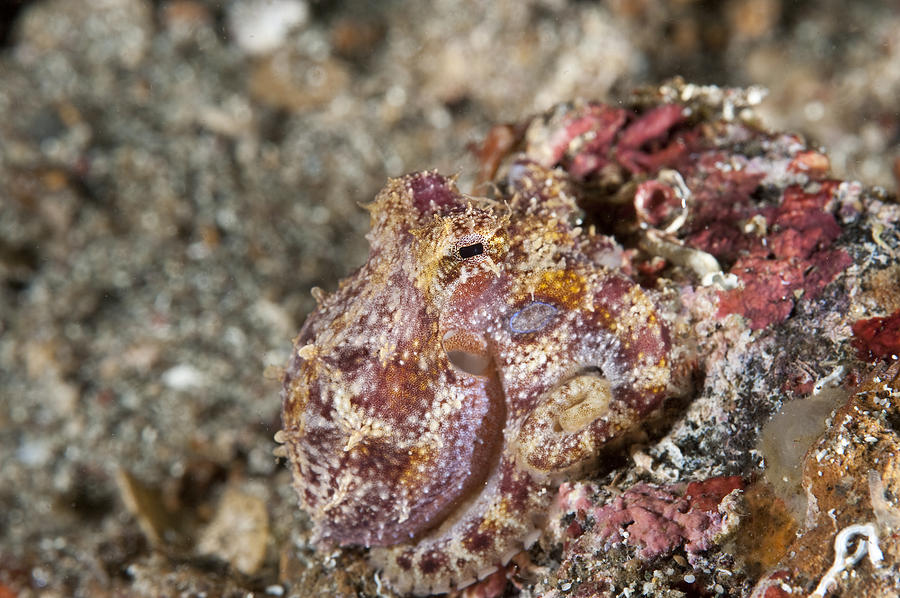 Mototi Octopus Photograph by Andrew J. Martinez
