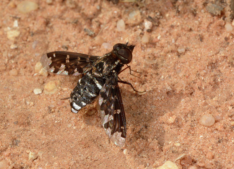 Mottled Bee-fly Photograph by Nigel Downer