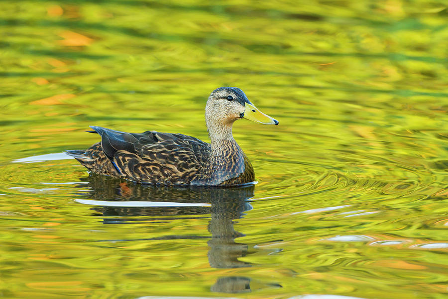 Bird Photograph - Mottled Duck (anas Fulvigula by Larry Ditto