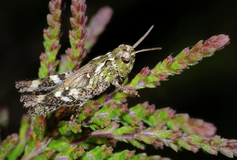 Insects Photograph - Mottled Grasshopper Juvenile by Nigel Downer