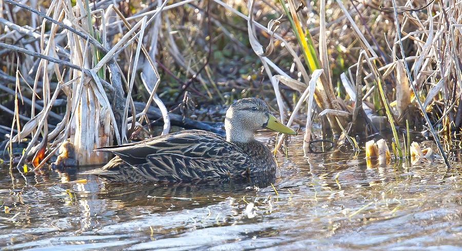 Mottled Photograph by Jim E Johnson