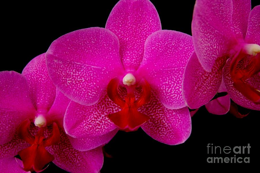 Orchids Photograph - Mottled Orchid 8 by Mary Deal