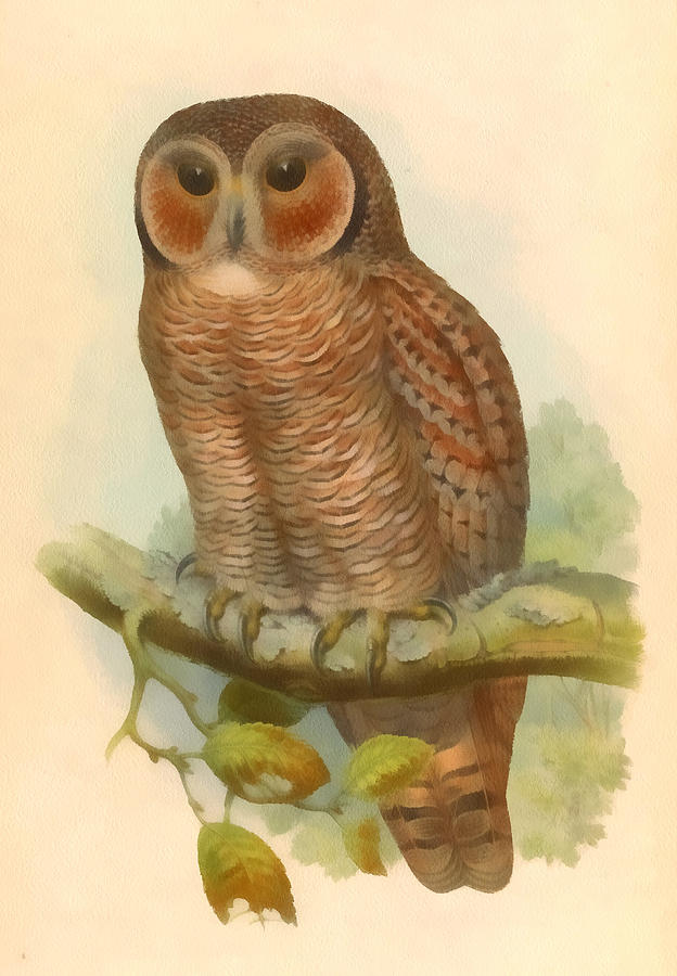Mottled Wood Owl Digital Art by John Gould