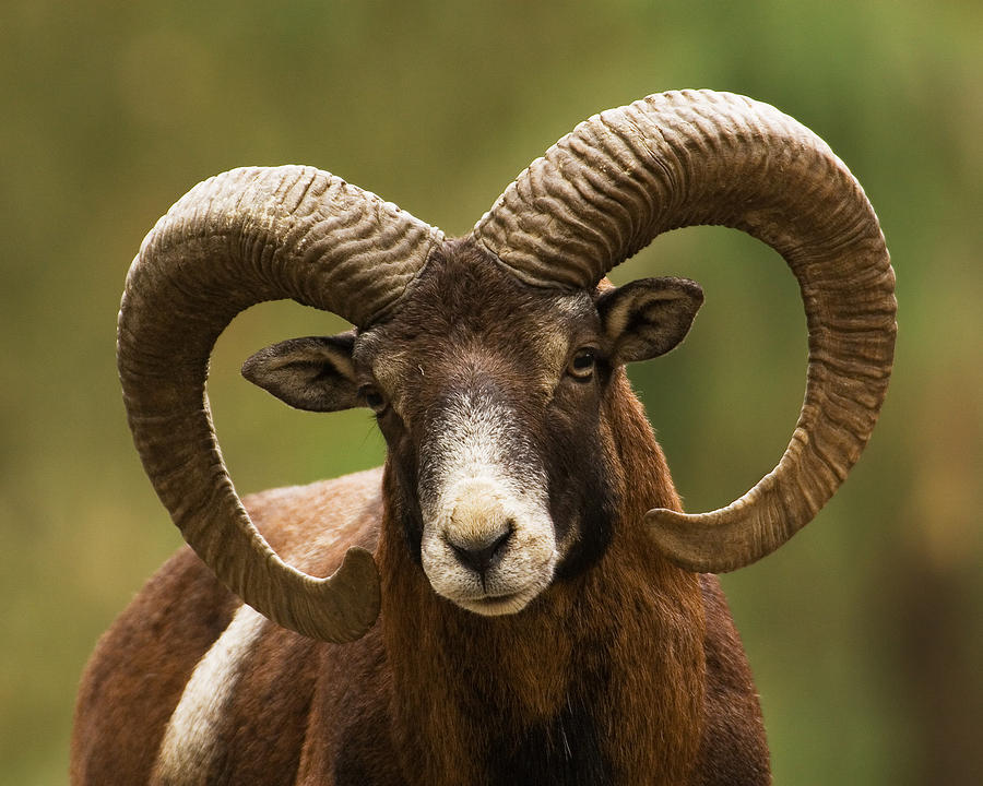 Mouflon Ram Close Up Photograph by Cay-Uwe