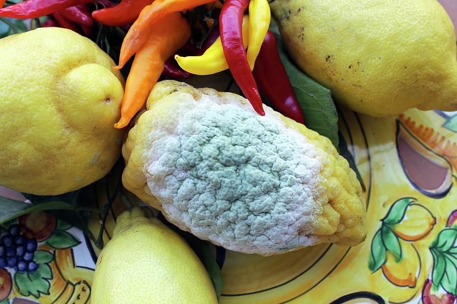 Mould On A Lemon Photograph by Science Photo Library Mould On A Lemon Photograph by Science Photo Library