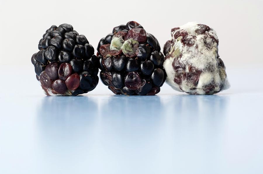 Still Life Photograph - Mouldy Blackberries by Daniel Sambraus/science Photo Library