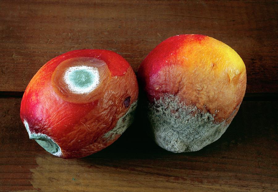 Mould Photograph - Mouldy Nectarines by Sidney Moulds/science Photo Library