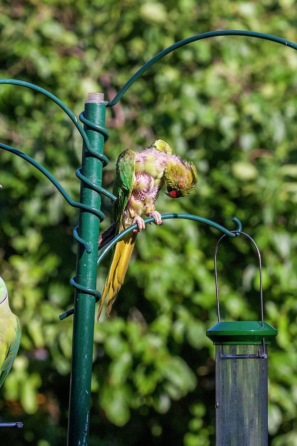 Moulting Ring-necked Parakeet On A Bird Feeder Photograph by Georgette Douwma/science Photo Library