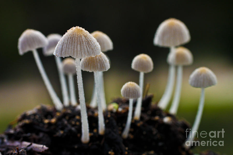 Mushroom Photograph - Mound of Mushrooms by Diana Black