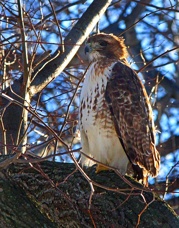 Mount Auburn 0015A Red Tailed hawk takes off in Mount Auburn Cemetery ...