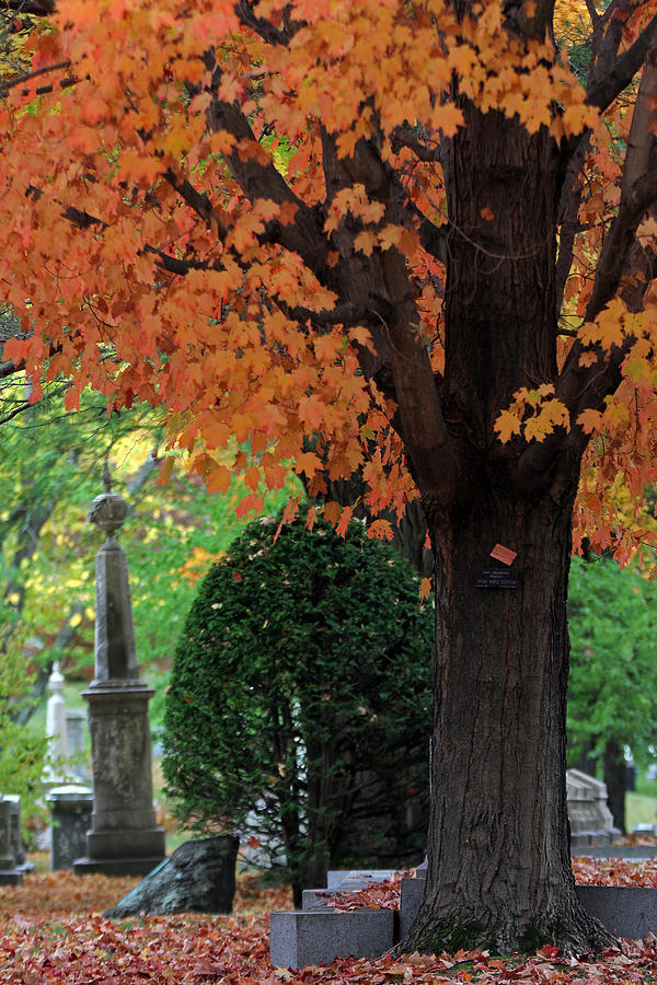 Mount Auburn Cemetery - Cambridge - Massachusetts Photograph by Juergen Roth