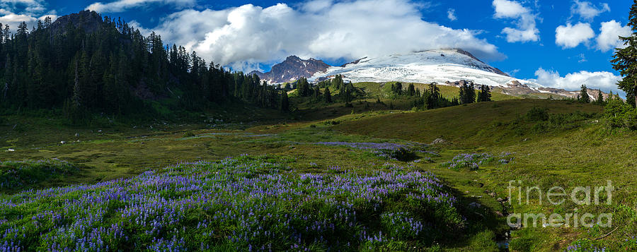 Mount Baker Lupine Meadows Photograph by Mike Reid
