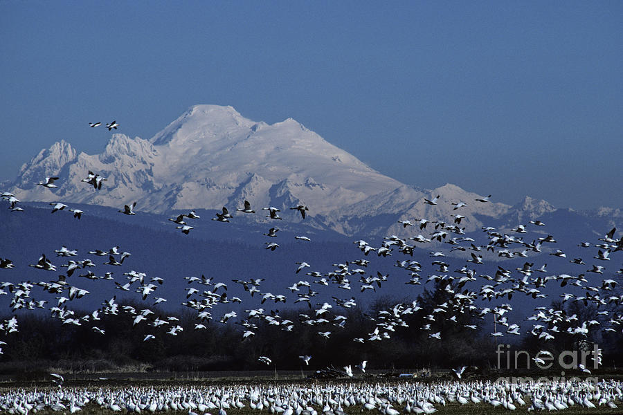 Mount Baker with Snow Geese Photograph by Jim Corwin