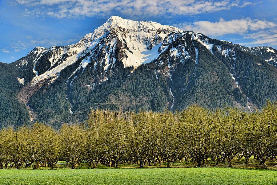 Mount Cheam from the Hazlenut Grove Agassiz BC Photograph by Lawrence Christopher