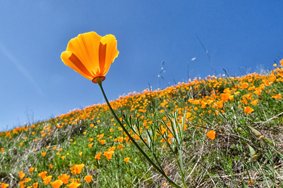 Mount Diablo Photograph - Mount Diablo Poppy Field by Robert Rus Mount Diablo Photograph - Mount Diablo Poppy Field by Robert Rus
