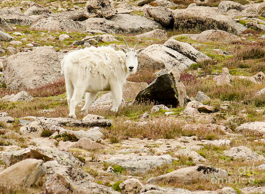 Mount Evans Mountain Goat Photograph by Kelly Black