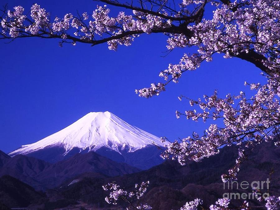 mount fuji cherry blossom