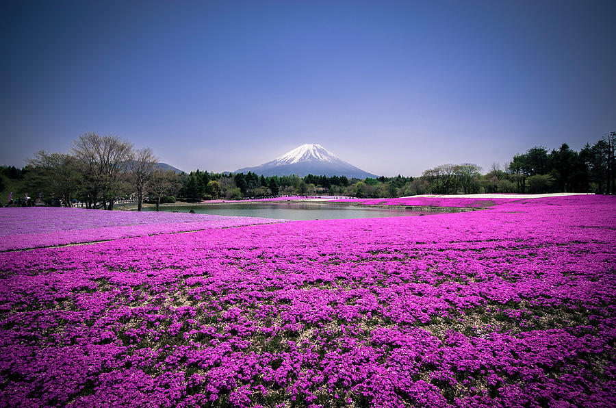 Mount Fuji Mos Phloxx Photograph by Andreas Jensen