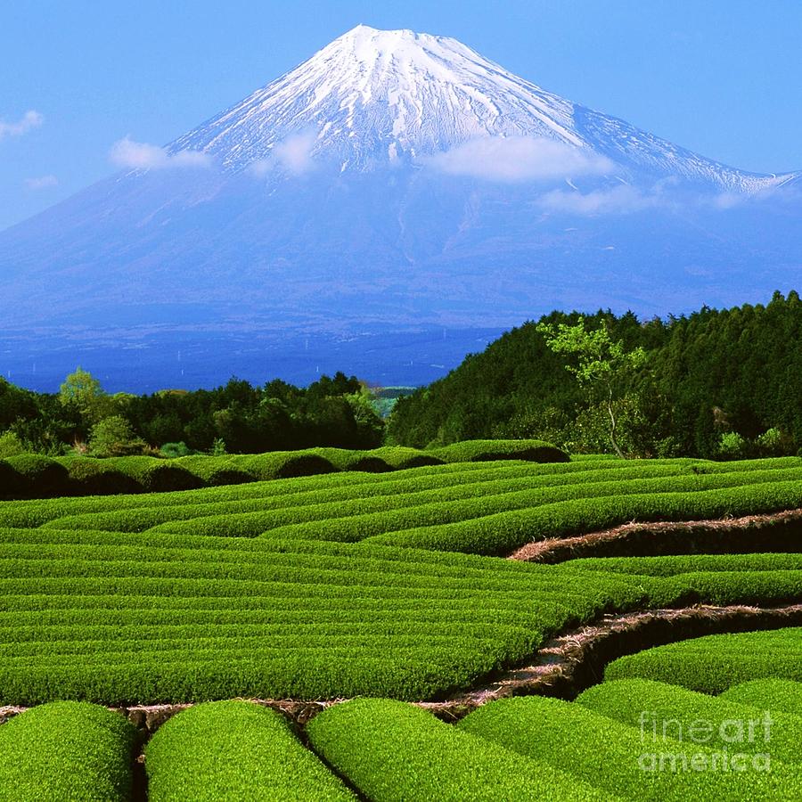 Mount Fuji Photograph by Thea Recuerdo