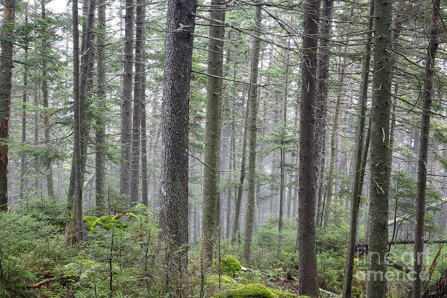 Nature Photograph - Mount Jim - Kinsman Notch New Hampshire by Erin Paul Donovan