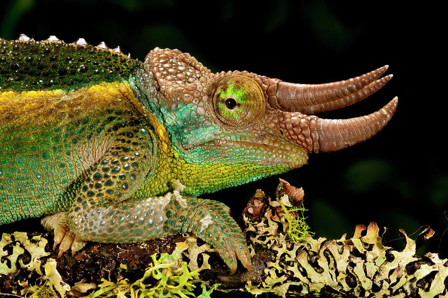 chameleon tours kenya