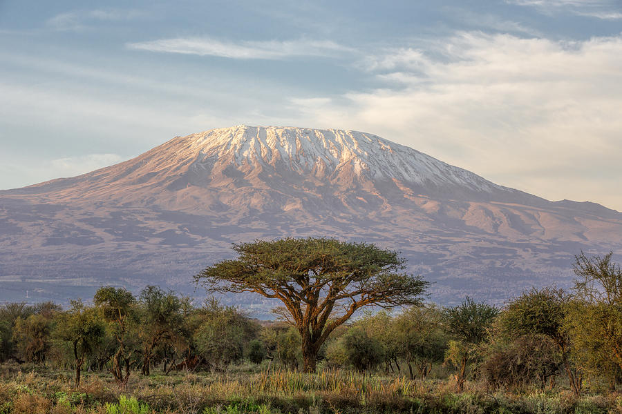 Mount Kilimanjaro and Acacia in the morning Photograph by 1001slide