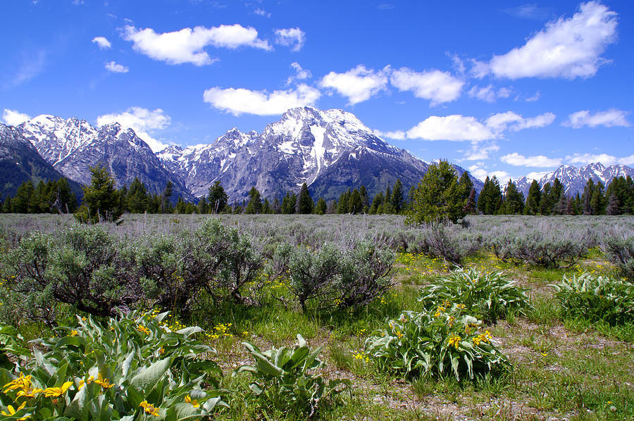 Mount Moran Wildflowers Photograph by Brian Harig