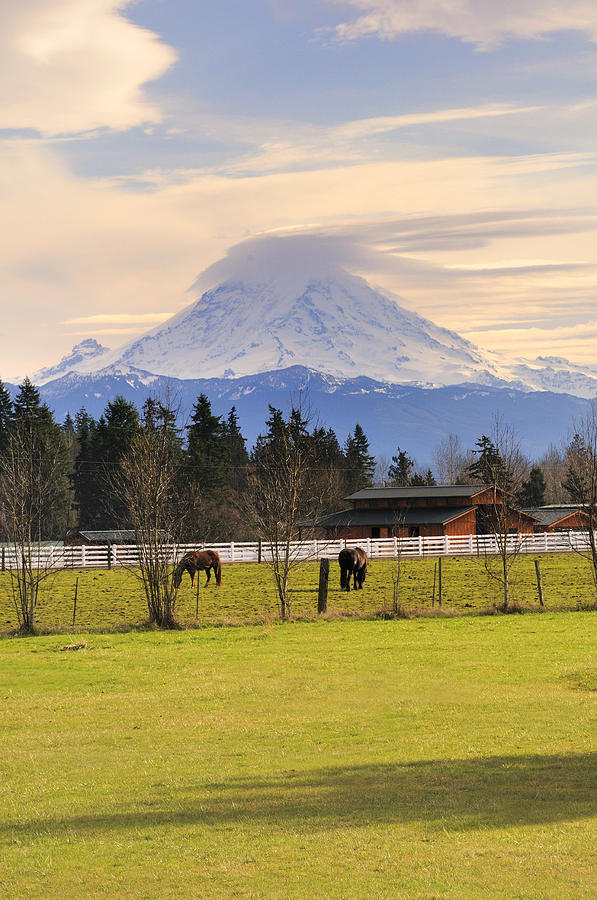 Mount Photograph - Mount Rainier And Grazing Horses by Gary Silverstein