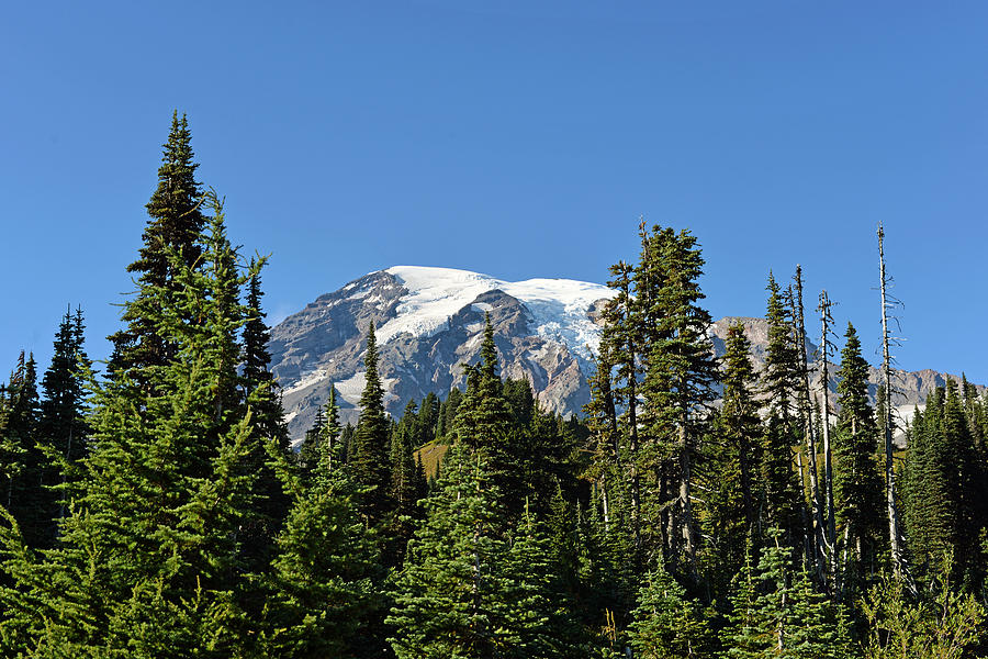 Mount Rainier Evergreens Photograph by Anthony Baatz