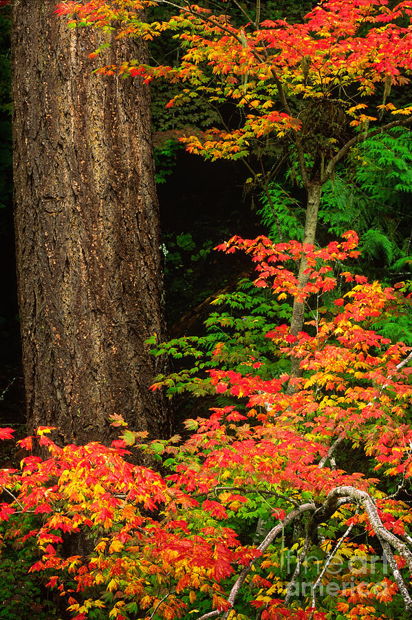 Mount Rainier Fall Foliage Photograph by Inge Johnsson