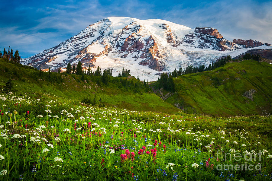 Mount Rainier Flower Meadow Photograph by Inge Johnsson