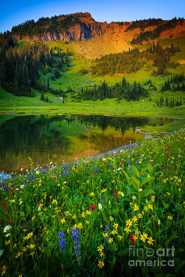 Flower Photograph - Mount Rainier Lake by Inge Johnsson
