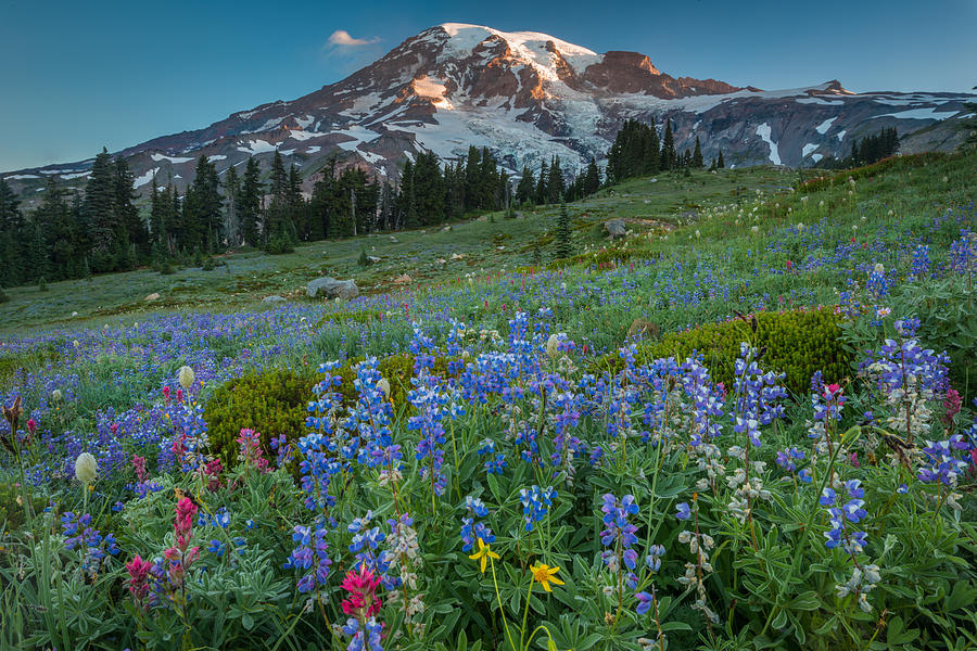 Mount Rainier Summer Photograph By Mike Walker - Pixels