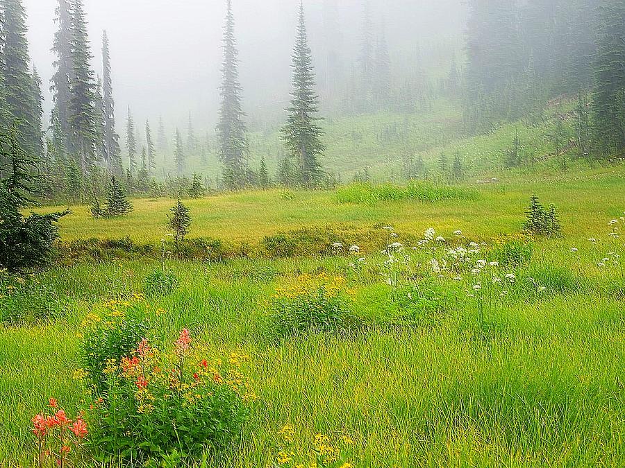Nature Photograph - Mount Revelstoke National Park British Columbia Canada by Maciek Froncisz